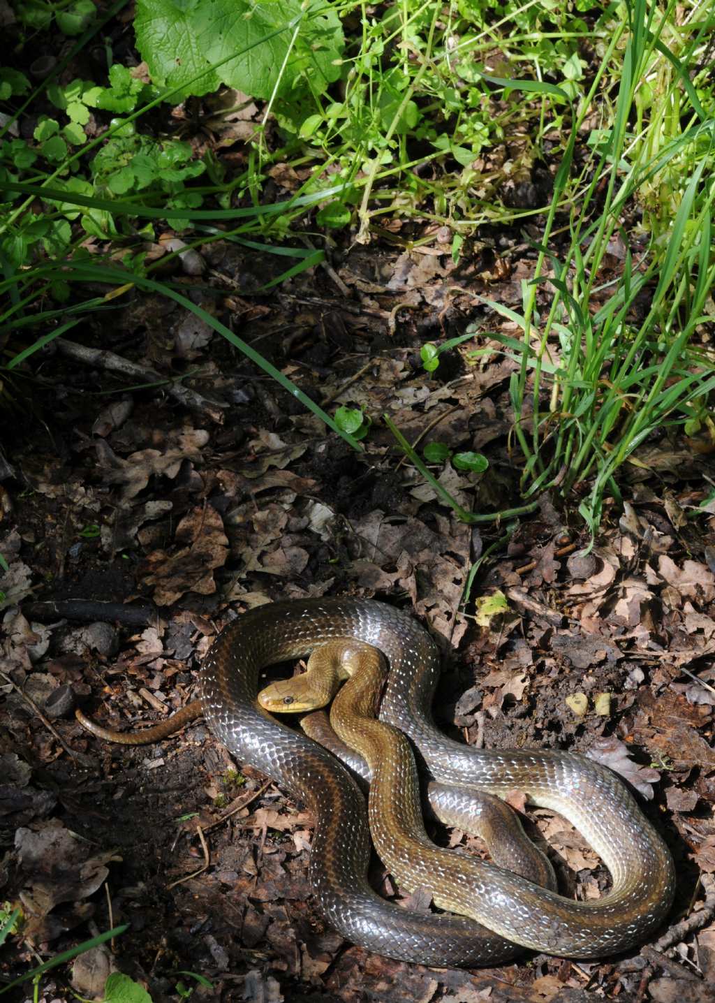 Zamenis longissimus